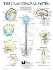 cropped-craniosacral_chart_system_picture-24402839_std1.jpg-w700.jpg